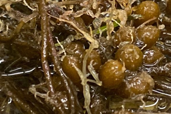 Caprellidae in the kelp