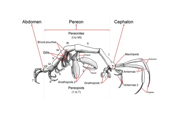 Caprellidae wikipedia