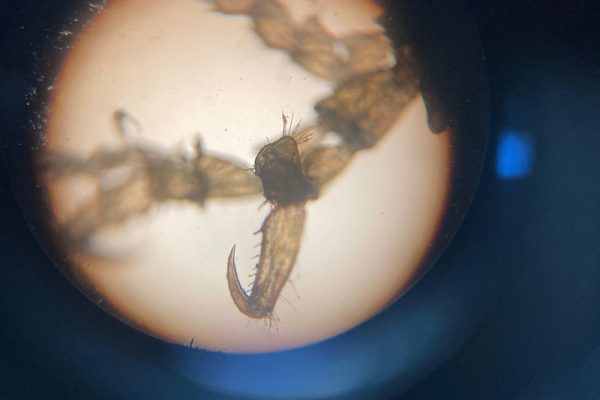 skeleton shrimp claw