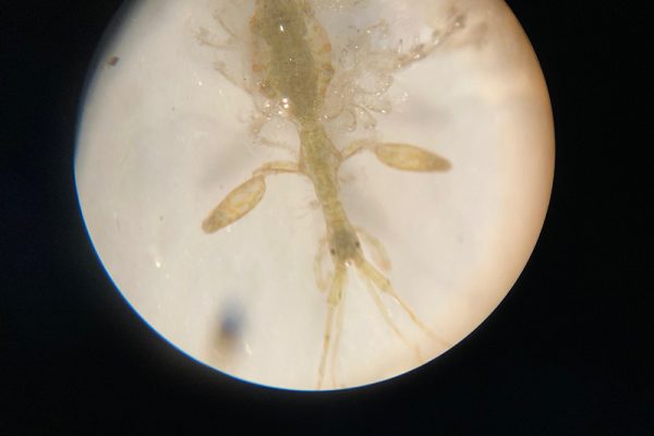 skeleton shrimp with bubs